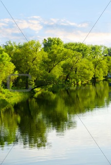 Trees reflecting in river