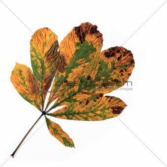 Horse Chestnut Leaf in Autumn
