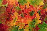 Autumn Leaf Beauty