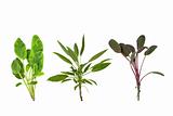 Sage Herb Leaf Variety