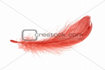 red feather flying
