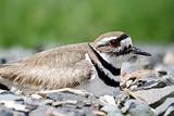 Killdeer (Charadrius vociferus) On A Nest