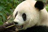 eating  panda