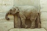 elephant calf 