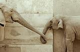 Elephants' Love