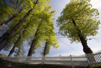 Springtime fence and trees