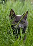 Cat in Long Grass