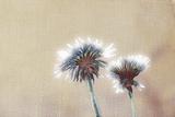 Dandelions on linen background