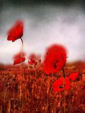 Beautiful red poppies