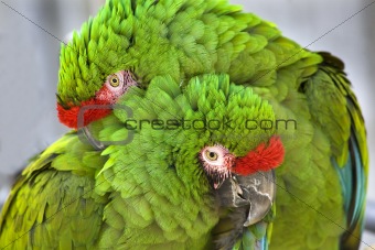 Cuddling Green Military Macaws
