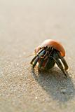 Hermit Crab on the beach (paguro)