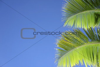 blue sky palm