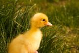 Young duckling at the farm