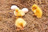 Ducklings and eggs in hay background