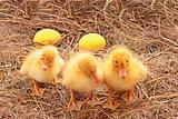 Three duckling guarding golden eggs