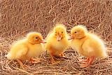 Three young ducks