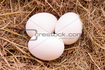 Three eggs in hay background