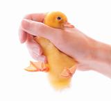 Duckling in hand isolated on white