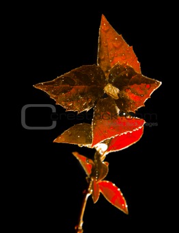 red Plant on black background