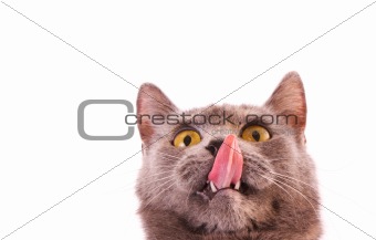 Cat lick his nose