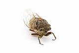 Woodland Cicada 2