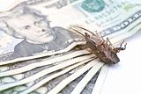 Dead Money Bug