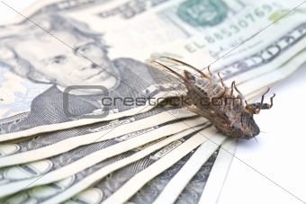 Dead Money Bug