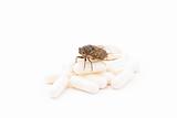 Pilled Cicada