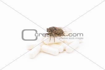 Pilled Cicada