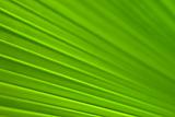 An abstract view of a Palm leaf
