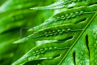 Abstract view of a fern leaf
