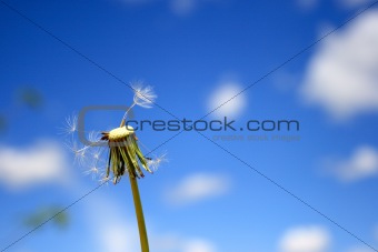 Beautiful dandelion
