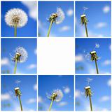 Beautiful dandelion collage