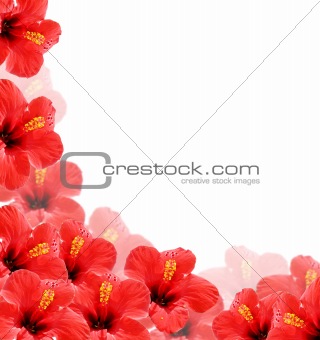 Beautiful floral background, frame wiht place for your text
