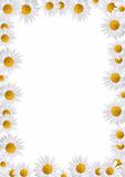 Frame made from daisies over white background