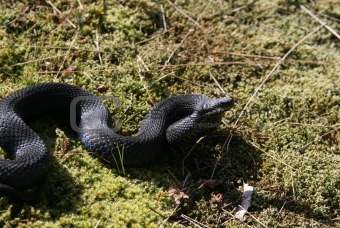Swedish Viper Snake