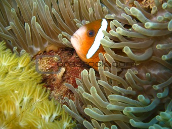 Clownfish in anenome