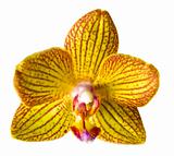 orchid isolated