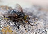 Macro Shot of Fly on Rock Surface