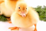 a yellow fluffy duckling