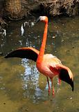 Wild flamingo