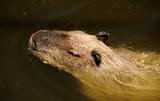 Wild Capybara
