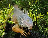 Wild iguana
