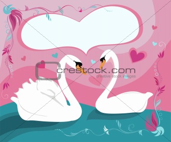 cute swan