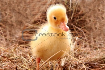  yellow fluffy duckling on the hay