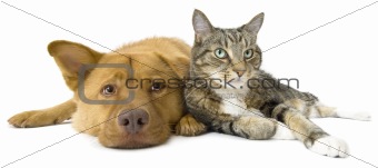 Dog and Cat together wide angle