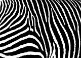 zebra pattern large