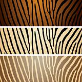 zebra variation