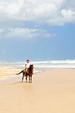 Girl riding horse on beach