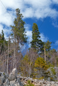 High pine over blue sky in mountains